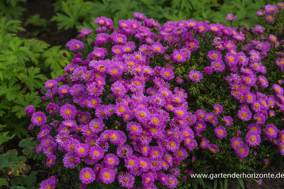 Kissen-Aster 'Heinz Richard' 9 x 9 cm Topf 0,5 Liter