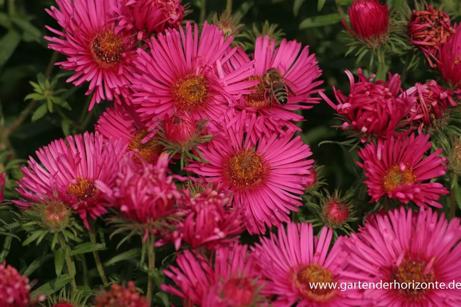 Raublatt-Aster 'Alma Pötschke' 9 x 9 cm Topf 0,5 Liter