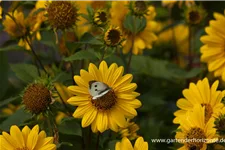 Stauden-Sonnenblume 'Capenoch Star' 1 Liter Topf