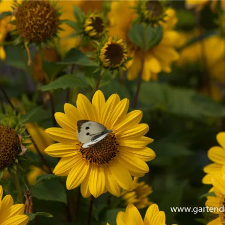 Stauden-Sonnenblume 'Capenoch Star'