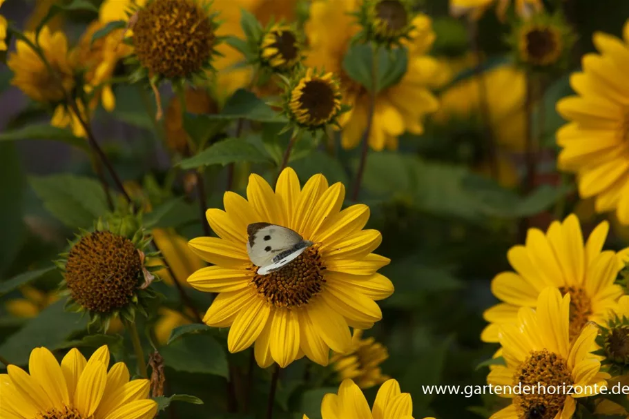 Stauden-Sonnenblume 'Capenoch Star' 1 Liter Topf