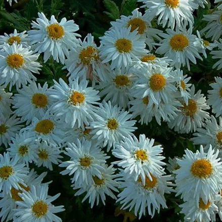 Winteraster 'Schneewolke'