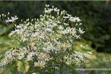 Schirm-Aster 'Weißer Schirm' 1 Liter Topf