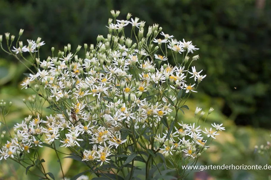 Schirm-Aster 'Weißer Schirm' 1 Liter Topf