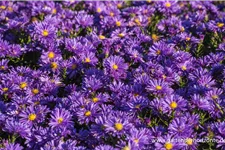 Kissen-Aster 'Blaue Lagune' 9 x 9 cm Topf 0,5 Liter