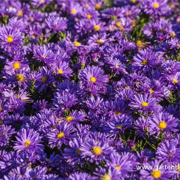 Kissen-Aster 'Blaue Lagune'