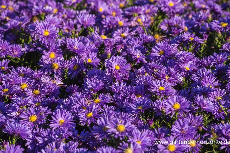 Kissen-Aster 'Blaue Lagune' 9 x 9 cm Topf 0,5 Liter