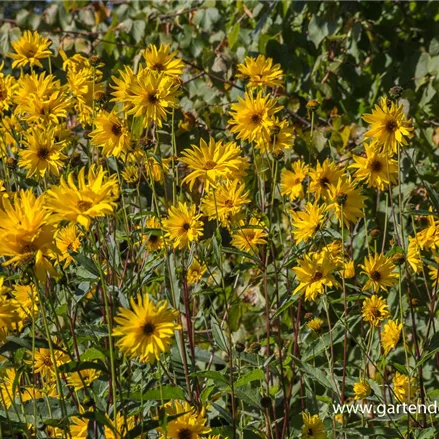 Stauden-Sonnenblume 'Monarch'