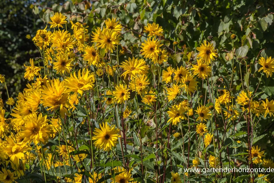 Stauden-Sonnenblume 'Monarch' 1 Liter Topf