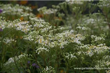 Schirm-Aster 'Weißer Schirm' 1 Liter Topf