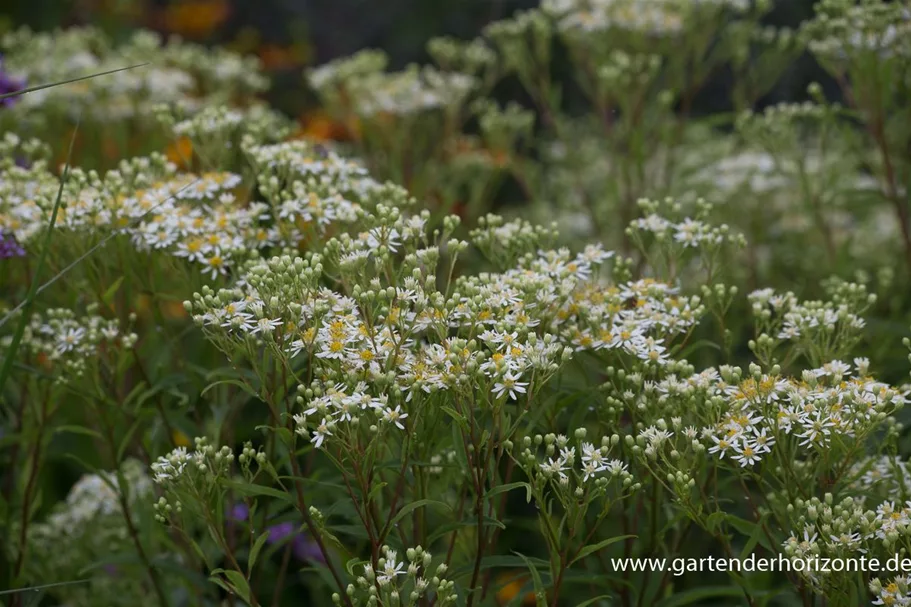 Schirm-Aster 'Weißer Schirm' 1 Liter Topf