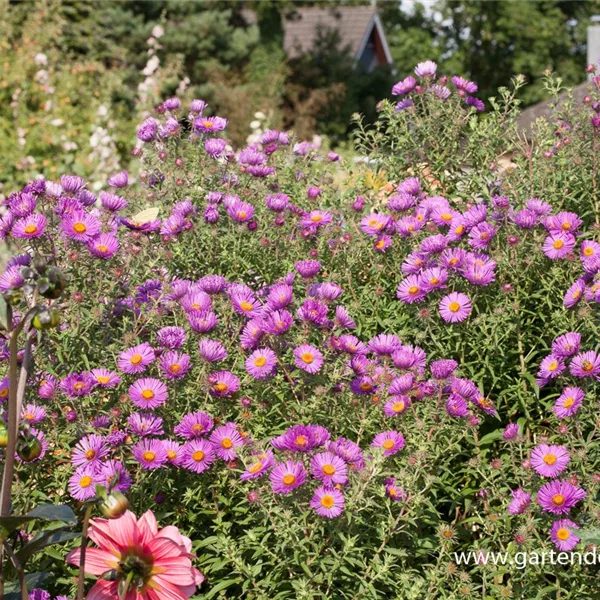 Raublatt-Aster 'Herbstflieder'