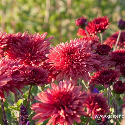 Winteraster 'Pizzicato'