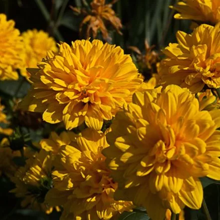 Stauden-Sonnenblume 'Loddon Gold'