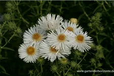 Raublatt-Aster 'Herbstschnee' 9 x 9 cm Topf 0,5 Liter