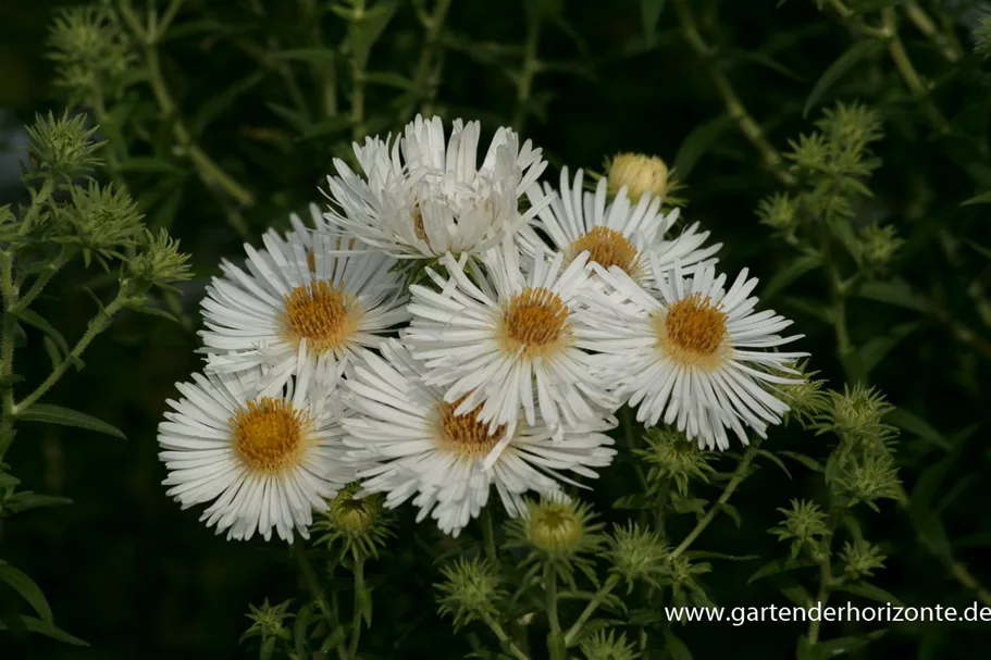 Raublatt-Aster 'Herbstschnee' 9 x 9 cm Topf 0,5 Liter