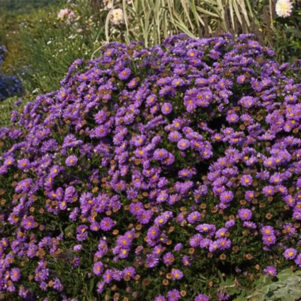 Kissen-Aster 'Sapphire'