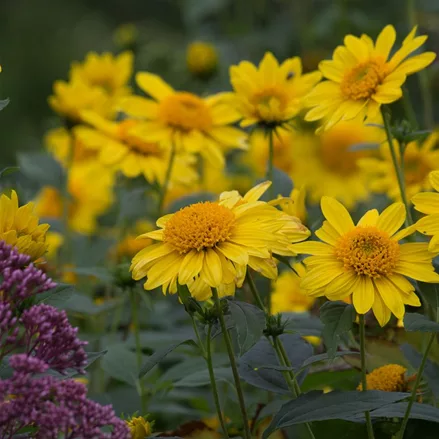 Stauden-Sonnenblume 'Meteor'