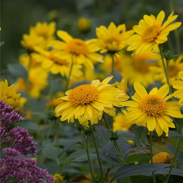 Stauden-Sonnenblume 'Meteor'