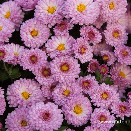 Winteraster 'Mei-kyo'