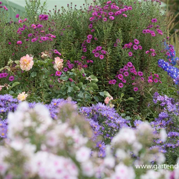 Raublatt-Aster 'Andenken an P.Gerber'