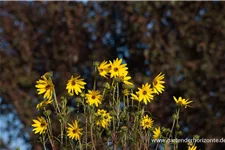 Klafterlange Sonnenblume 1 Liter Topf