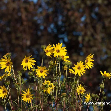 Klafterlange Sonnenblume