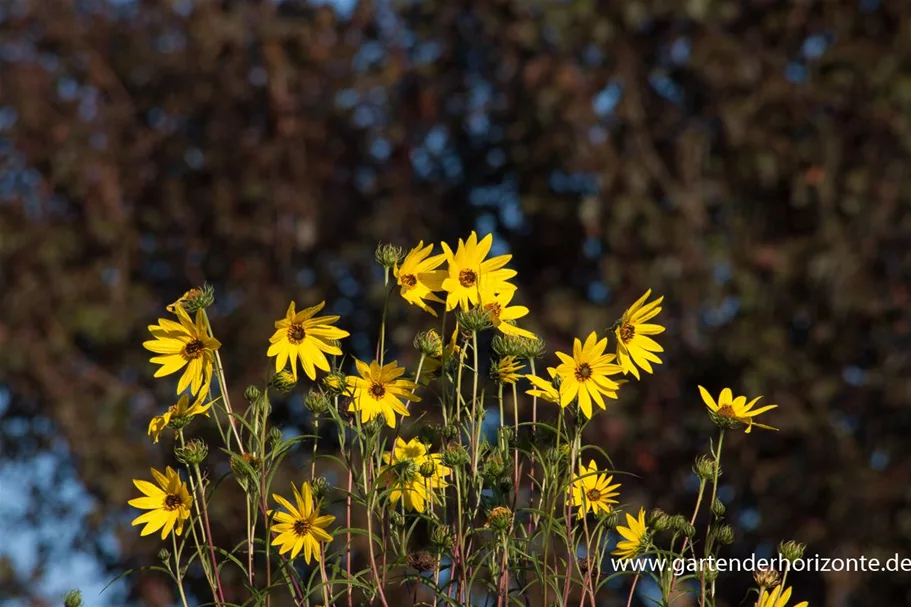 Klafterlange Sonnenblume 1 Liter Topf