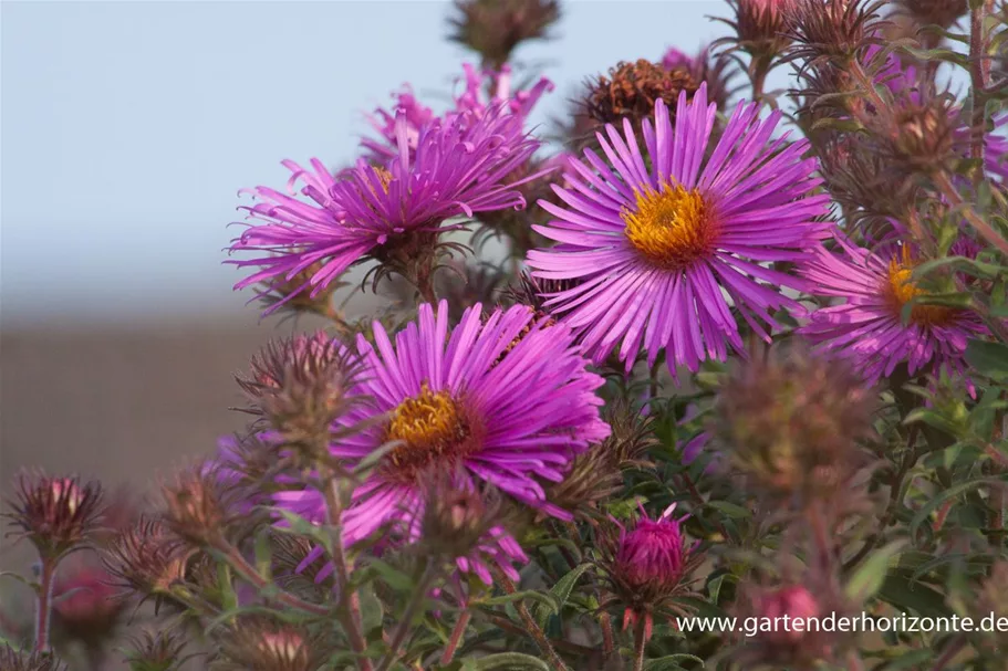 Raublatt-Aster 'Abendsonne' 9 x 9 cm Topf 0,5 Liter