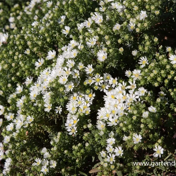 Teppich-Aster 'Snow Flurry'