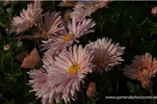 Winteraster 'Apricot' 9 x 9 cm Topf 0,5 Liter