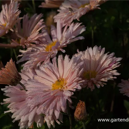 Winteraster 'Apricot'