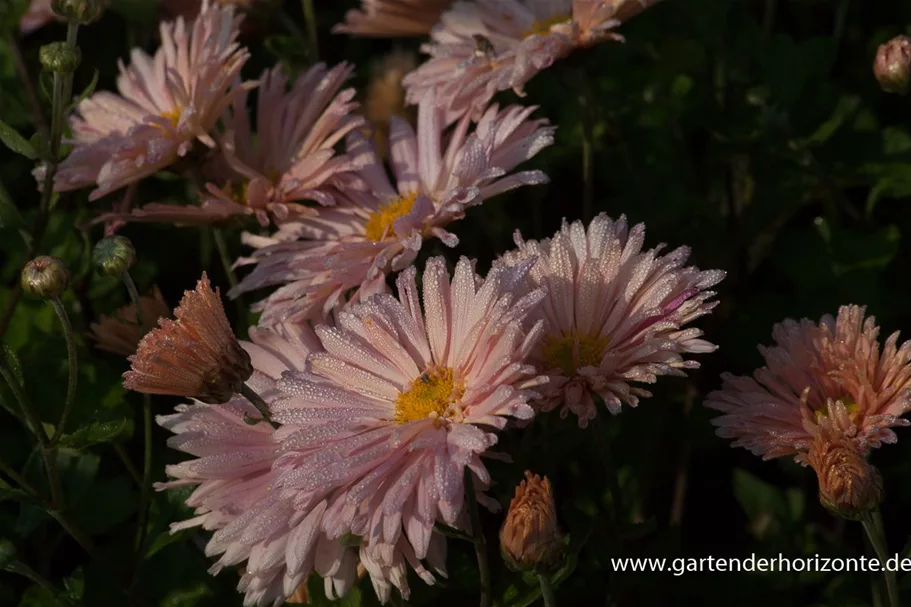 Winteraster 'Apricot' 9 x 9 cm Topf 0,5 Liter