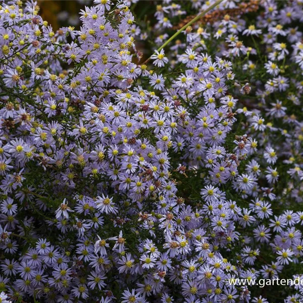 Schleier-Aster 'Photograph'