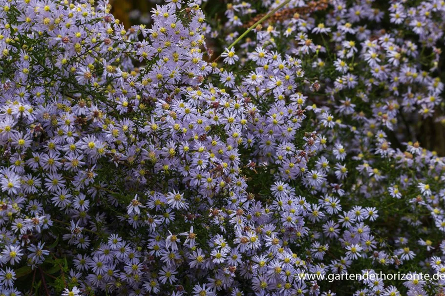 Schleier-Aster 'Photograph' 1 Liter Topf