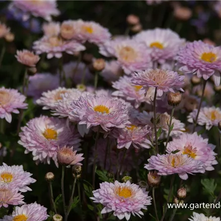 Winteraster 'Andante'