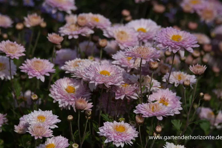 Winteraster 'Andante' 9 x 9 cm Topf 0,5 Liter