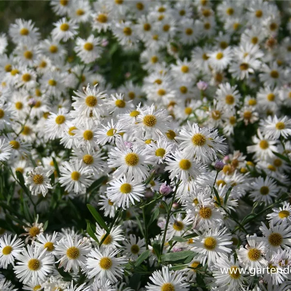 Sternwolkenaster 'Snowbank'