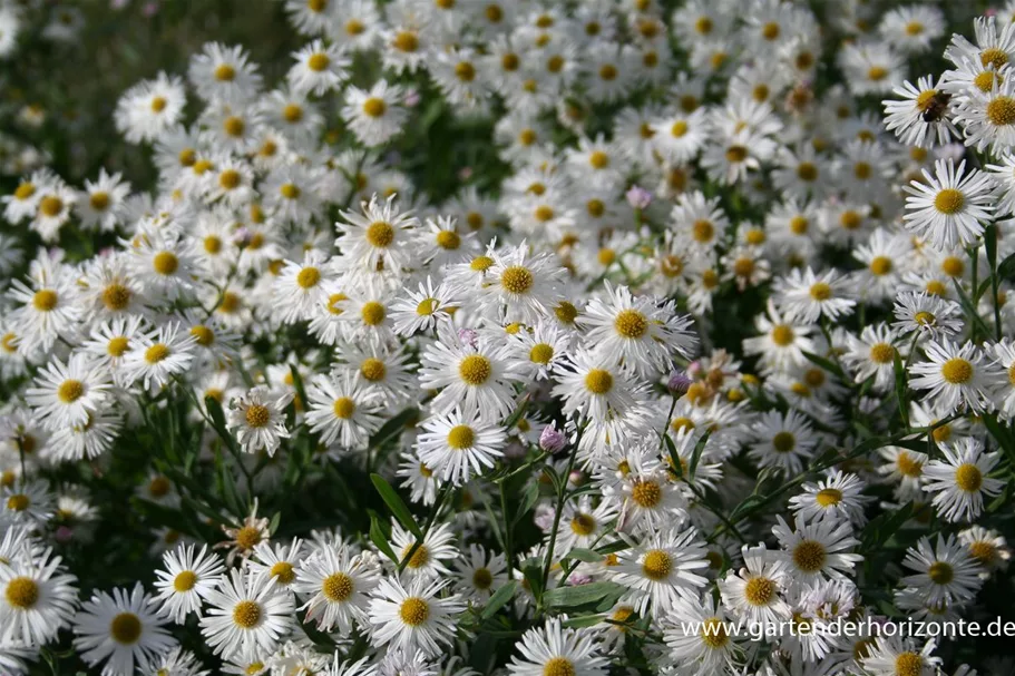 Sternwolkenaster 'Snowbank' 1 Liter Topf