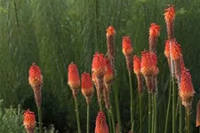 Weidenblättrige Sonnenblume 1 Liter Topf