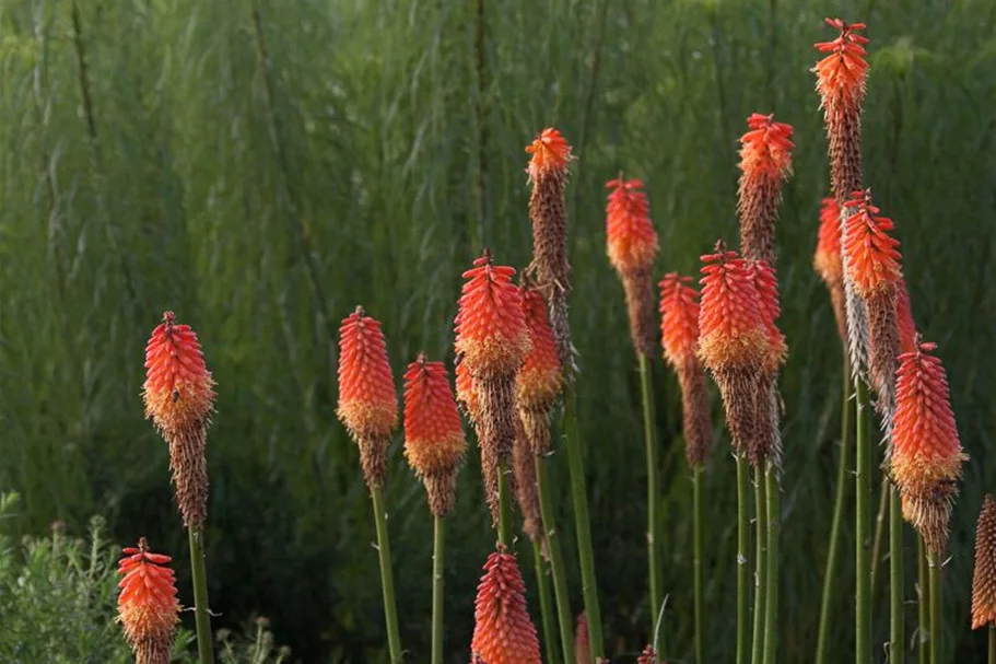 Weidenblättrige Sonnenblume 1 Liter Topf