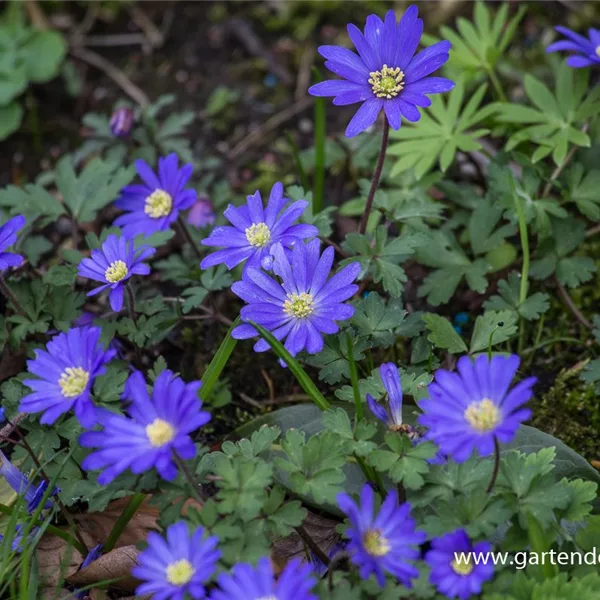 Strahlen-Windröschen 'Blue Shades'