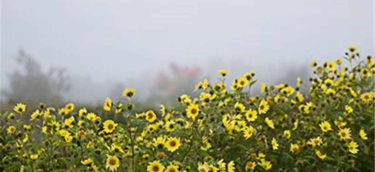 Kleinblumige Sonnenblume 'Lemon Queen' 1 Liter Topf