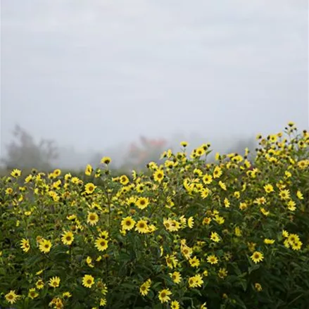 Kleinblumige Sonnenblume 'Lemon Queen'