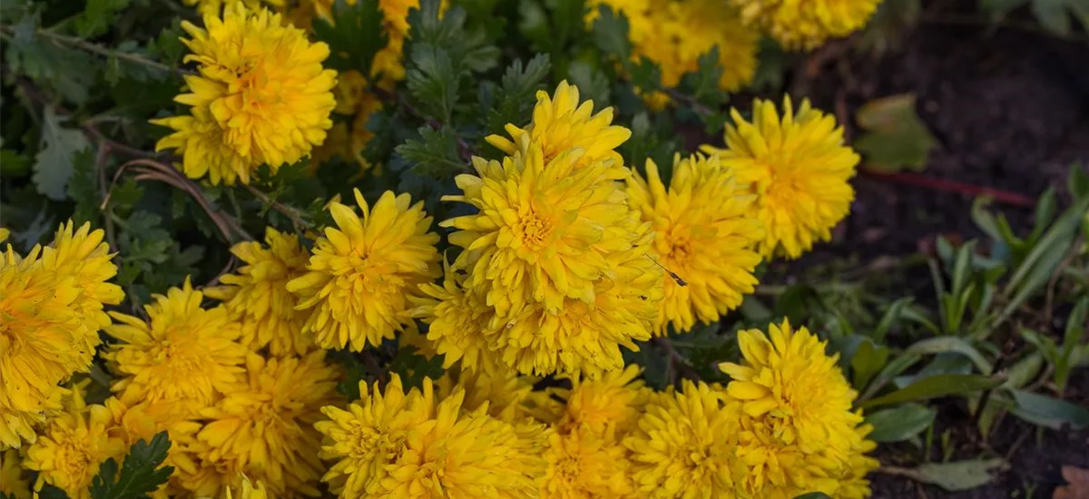 Winteraster 'Friederike' 1,3 Liter Topf