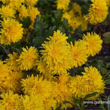 Winteraster 'Friederike'