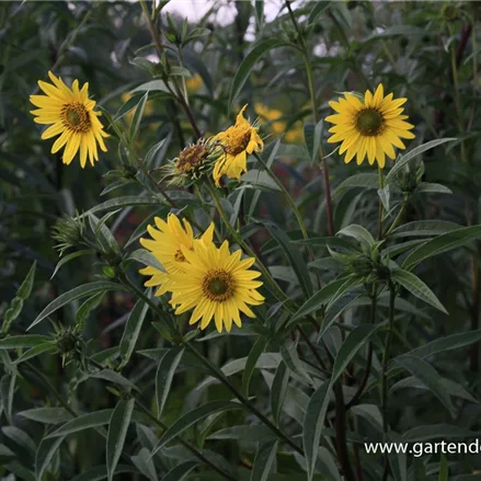 Riesen Sonnenblume 'Simon Wiesenthal'