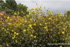 Kleinblumige Sonnenblume 1 Liter Topf