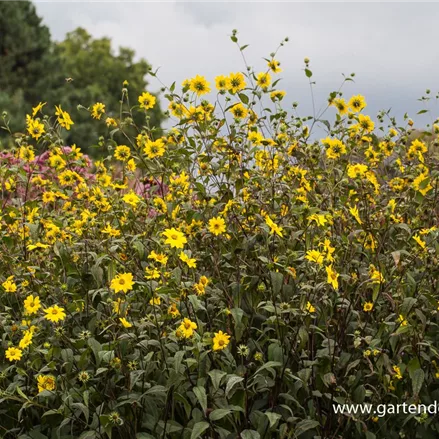 Kleinblumige Sonnenblume