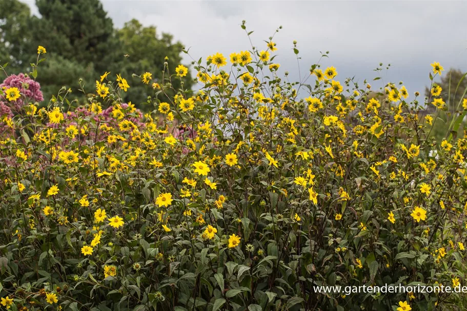 Kleinblumige Sonnenblume 1 Liter Topf